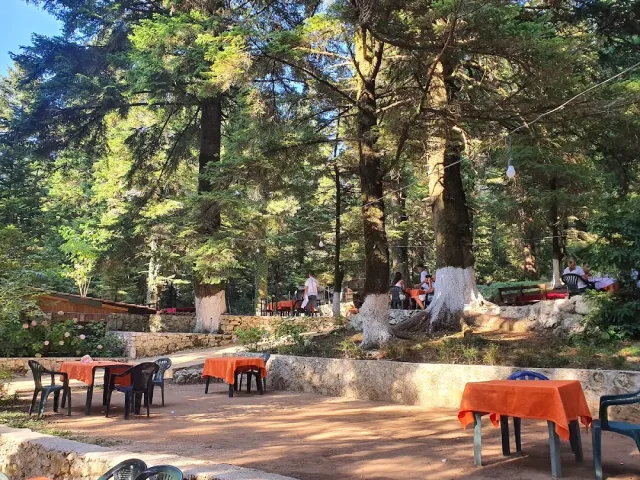 שולחנות עם מפות כתומות וכיסאות פלסטיק בין עצי אורן גבוהים